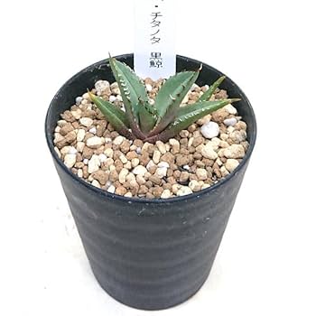 チタノタ3種セット　姫厳竜　海王　黒鯨　鉢ごとメルカリ便発送 チタノタ3種セット 姫厳竜 海王 黒鯨 鉢ごとメルカリ便発送